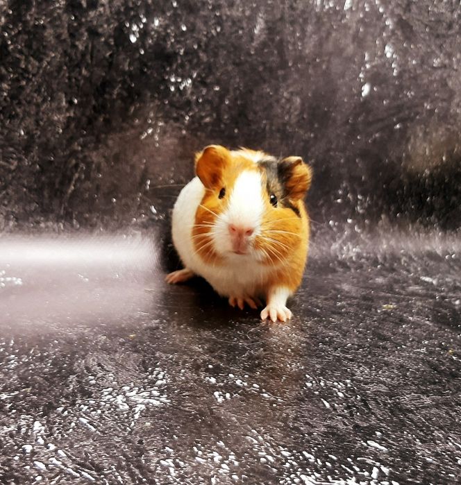 Морские свинки,клетки,корма,аксессуары