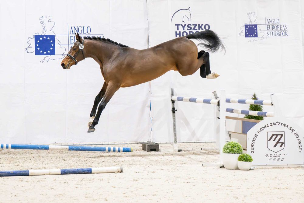 Ogier z licencją do sportu