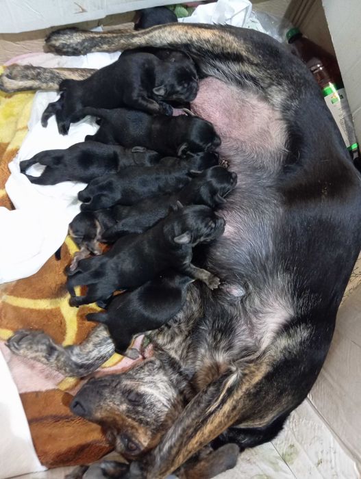 Шукаємо новий дім для цуценят!