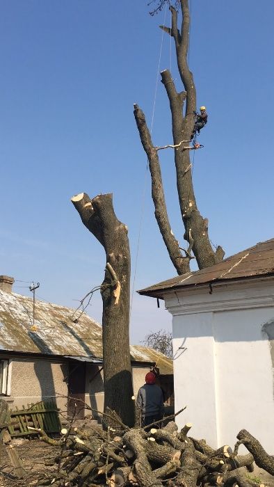 Арбористика. Обрізка дерев м. Луцьк та області