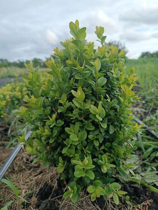 Самшит вкорінені черенки від 10грн шт