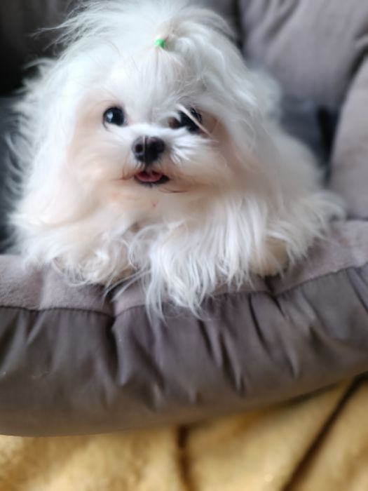 Мальтезе дівчинка