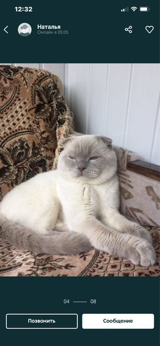 Вязка скоттиш - фолд !