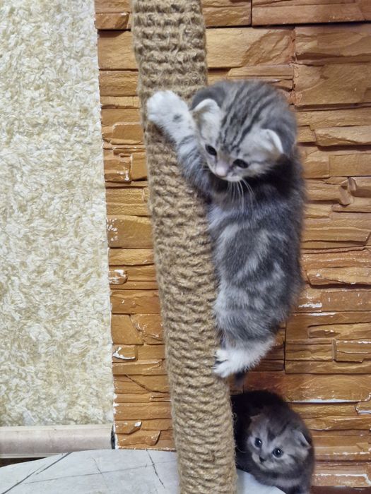 Шотландська радість