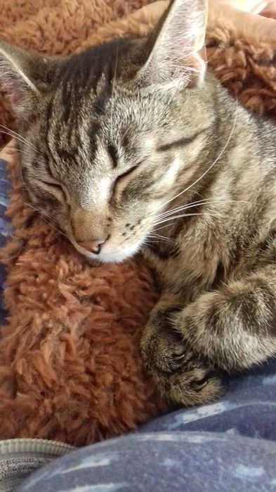 Zaginął kot kotek szaraczek 22.10.2024 Wierzyce