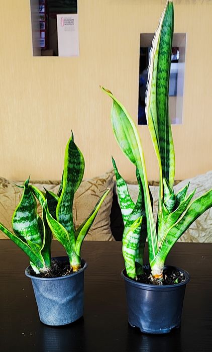 Сансевиерия продам