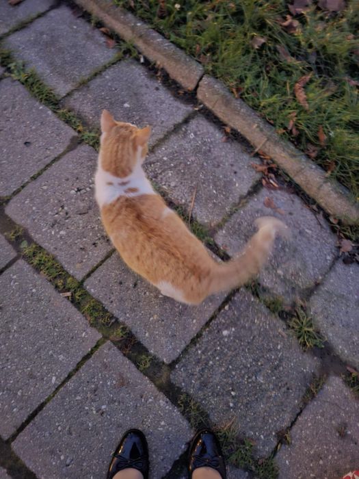 Kochany Rudek szuka domu