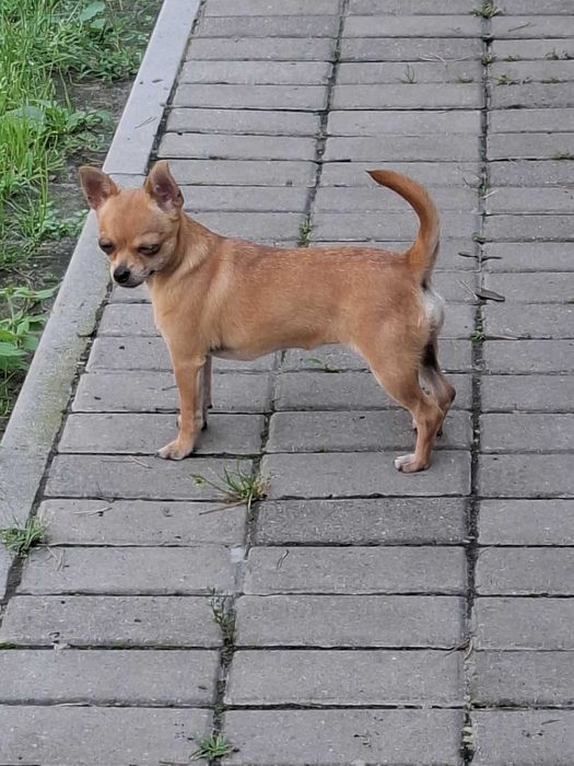Chihuahua suczka