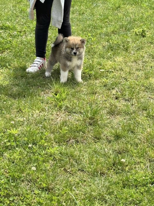 Akita Inu Japonês Com LOP - Linha Argentina e Russa