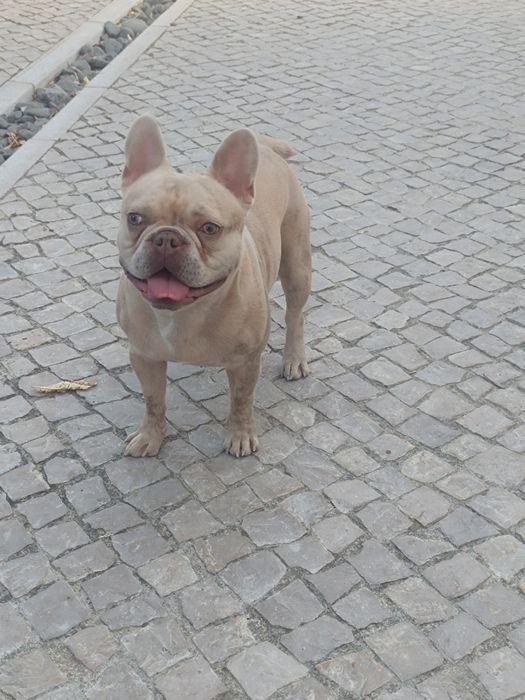 Buldog frances sob orçamento