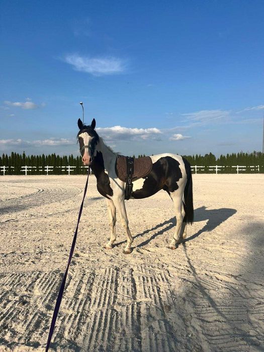 Sprzedam ogiera z dokumentami