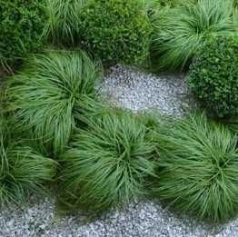 Turzyca wiosenna 'The Beatles'