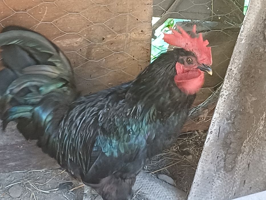 Vendo frangos criados no campo
