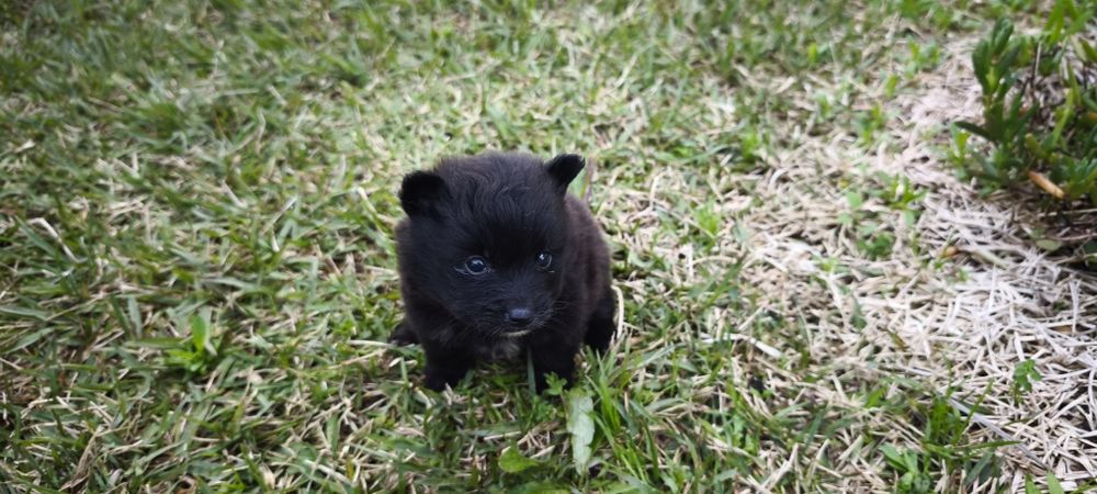 Spitz alemão anão fêmea Lulu da Pomerânia criado em ambiente familiar