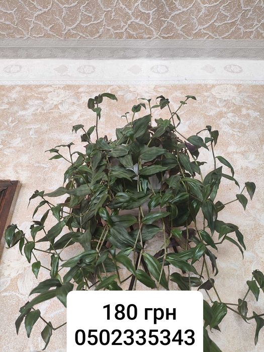 Кімнатні квіти. Від 70 грг