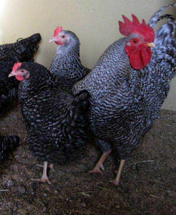 Кури породи чеський домінант