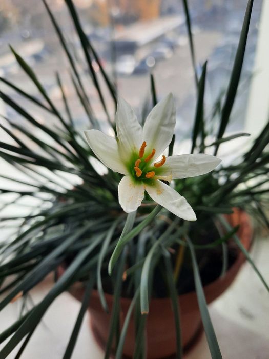 Чудесный комнатный нарцисс Зефирантес белый  цветки, молодой недорог