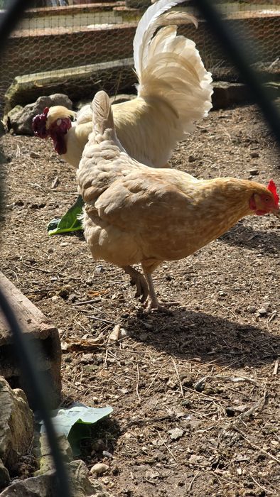 Casal de coquichos