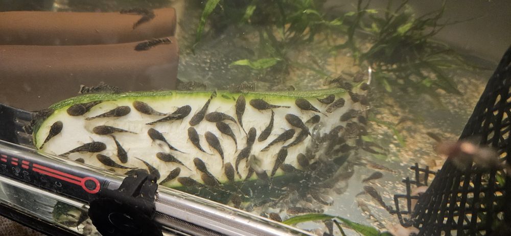 Glonojad zbrojnik na terenie Tychów powyżej 10 szt  dowóz gratis