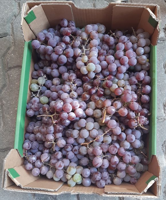 Okazja! Winogrona Ekologiczne na Kompot Wino Mrożone gniecione
