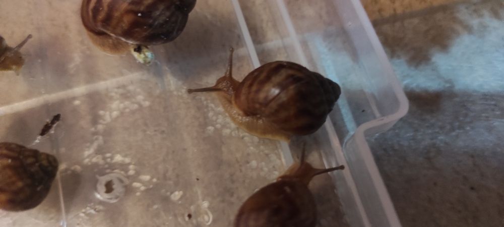 Супер улитята Ахатины Имакуляты