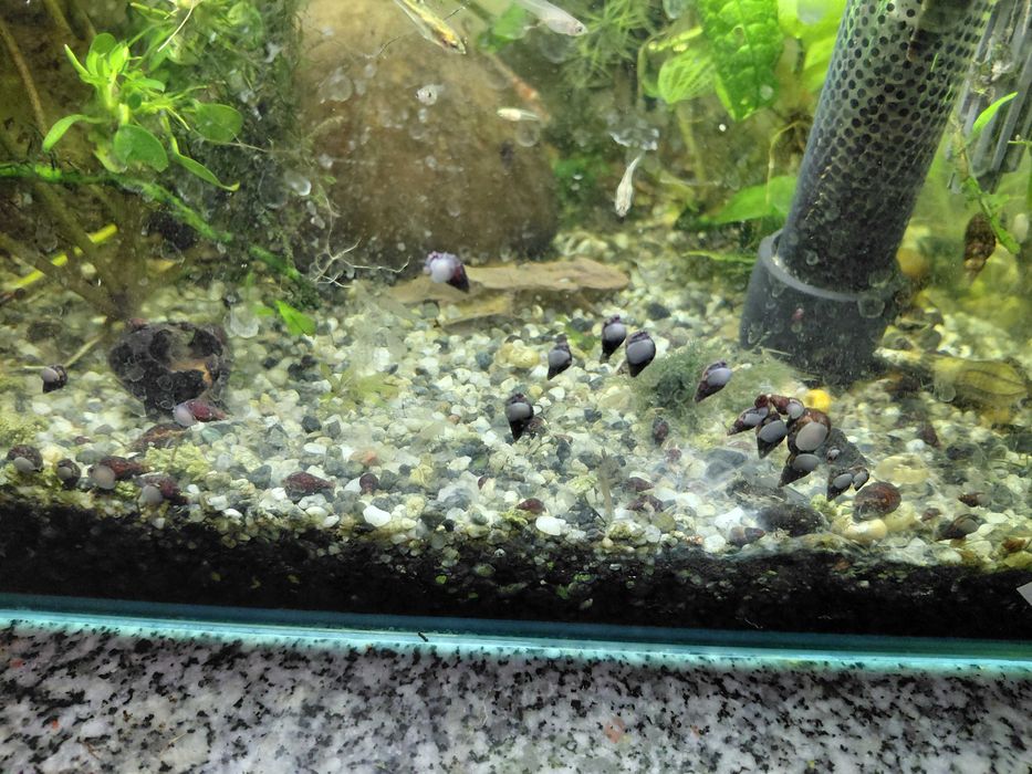 Caracol tylomelania Faunus