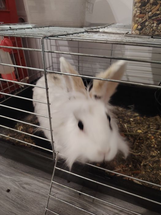 Sprzedam królika