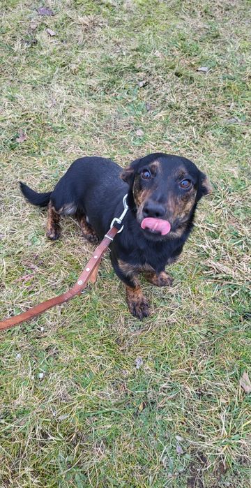 Kminek - młodziak, ala jamnik