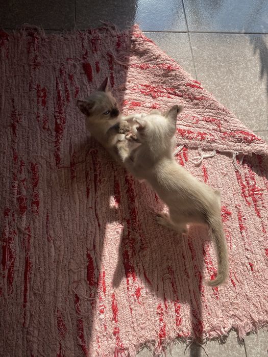 Duas gatinhas irmãs  para adoção responsável – de preferência juntos