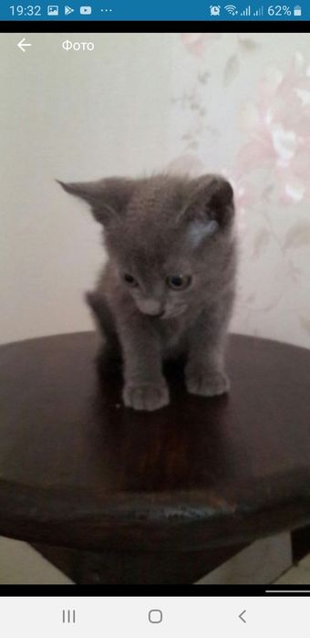 Бурманские котята (бурма)