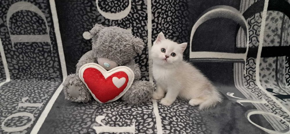 Плюшевая девочка модного окраса шиншилла.