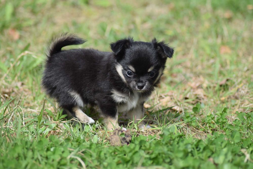 Chihuahua długowłosy samiec z metryką ZKwP FCI