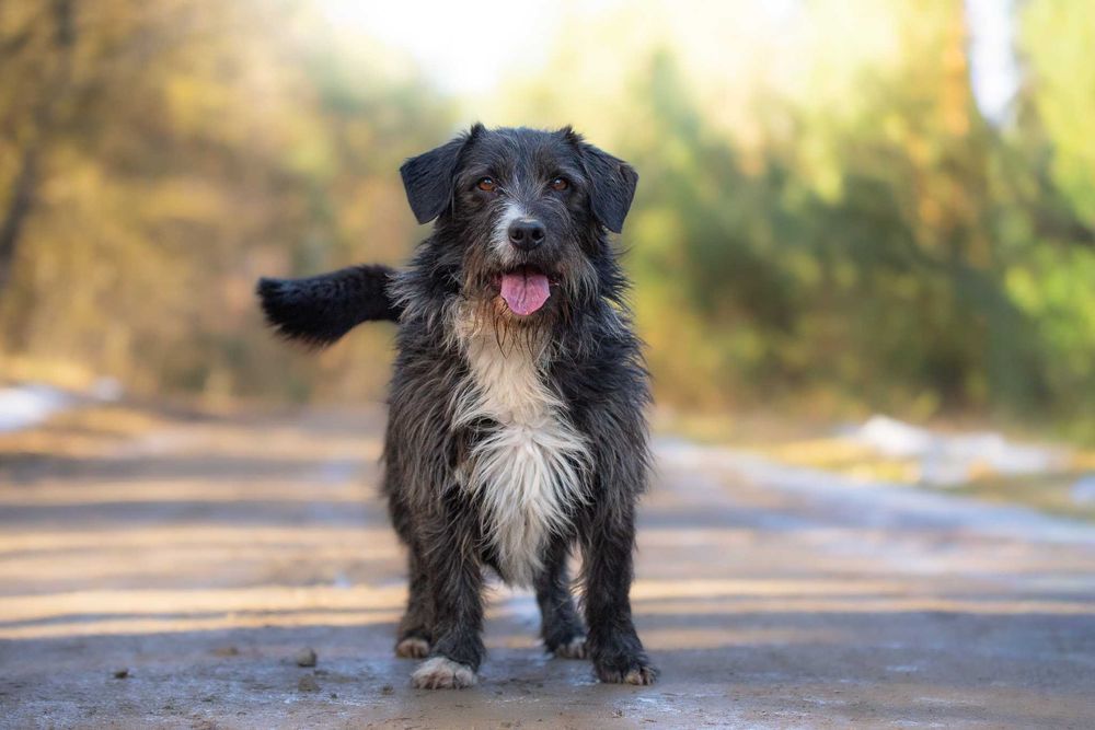 GOLEX - mały wesoły piesek poleca się do adopcji