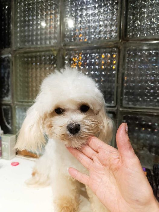 Цікавий хлопчик мальтипу