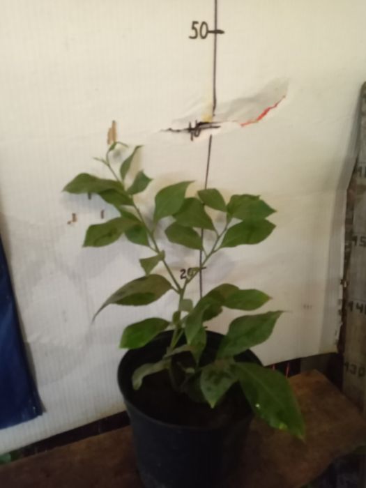 Лимон ,лимон , лимон