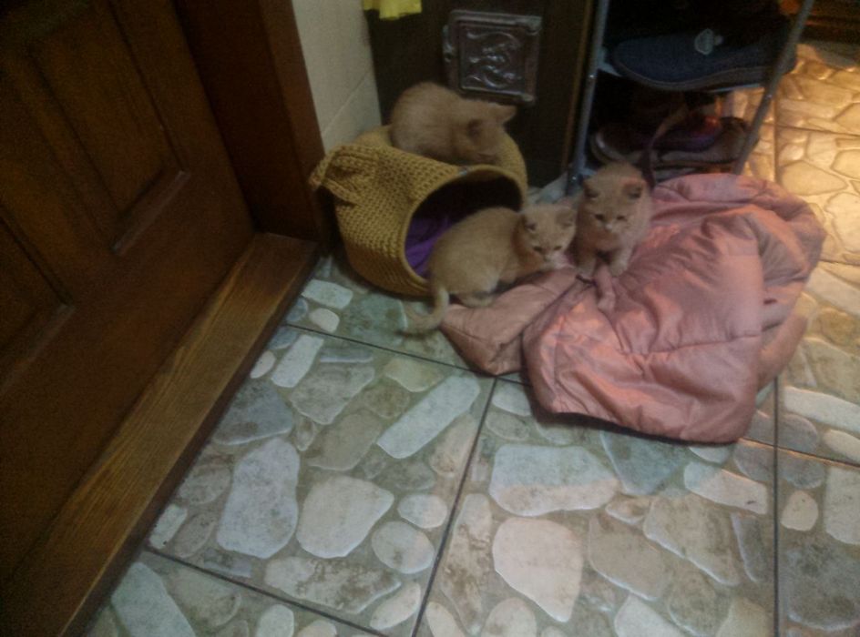 Отдам котяток, брат и сестра