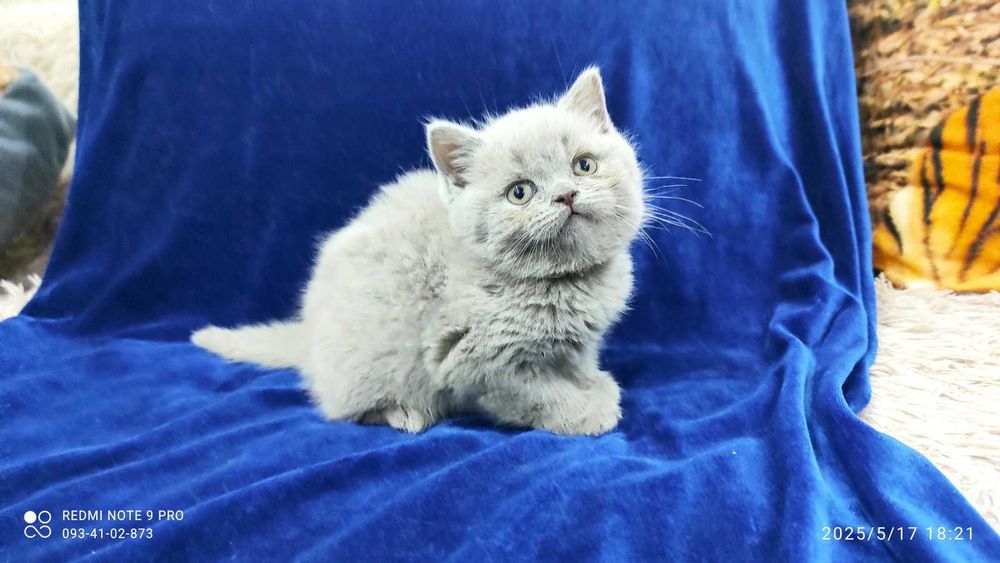 шотландские котята
