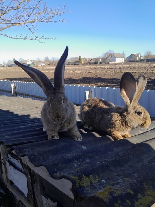 Самочка породи фландер.
