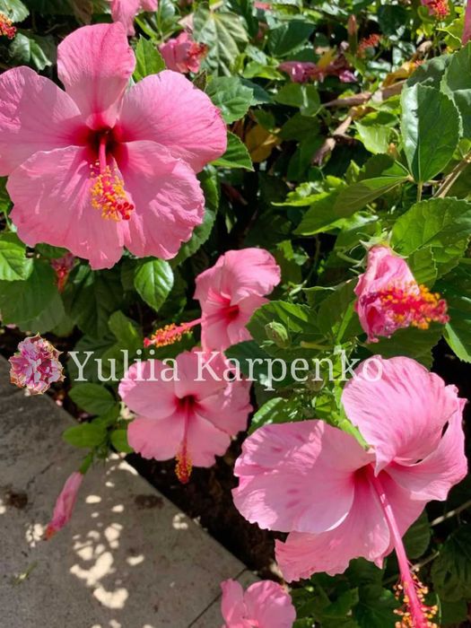 Вкорінені кущі Гібіскус рожевий великі квіти сортовий гибискус розовый