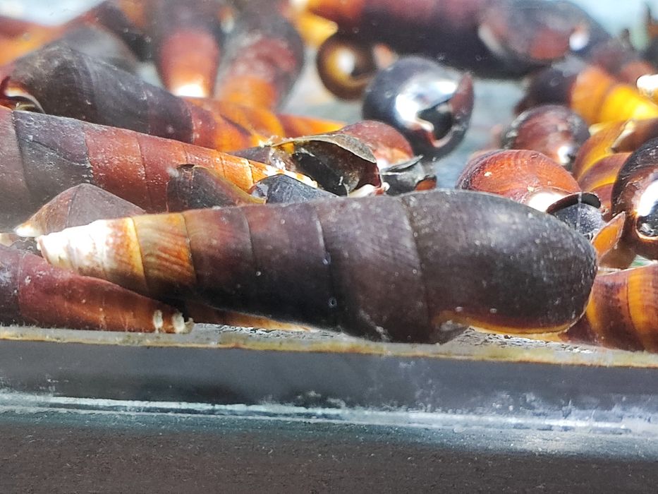 Ślimak Faunus Ater Lava/Magma - unikalny ślimak. Wysyłamy