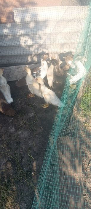 Продам індо каченята