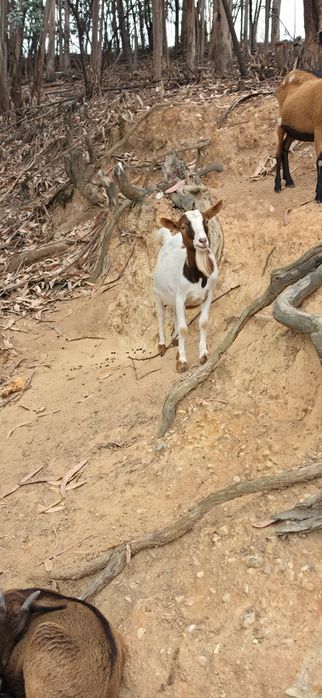 Casal Cabras Pequenas