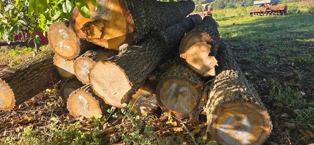 Sprzedam  kłody dębowe – 13 sztuk – wyjątkowa okazja!