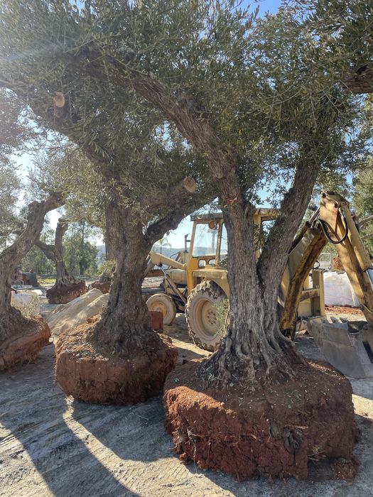 Oliveiras centenarias e venda de terra preta. Transportes