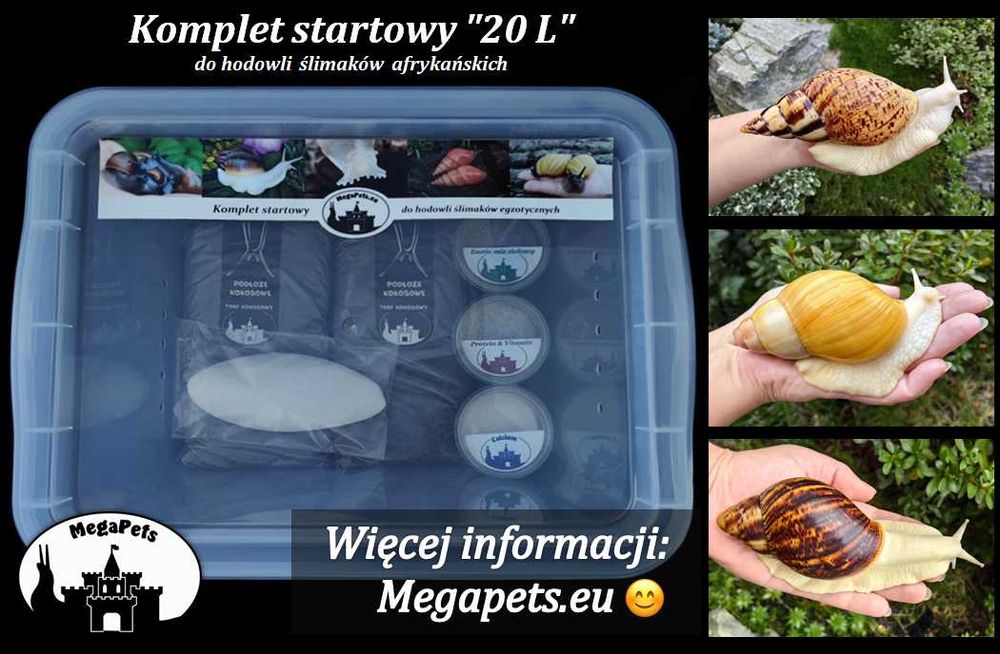 Komplet startowy 20L Ślimaki afrykańskie Lissachatina Archachatina