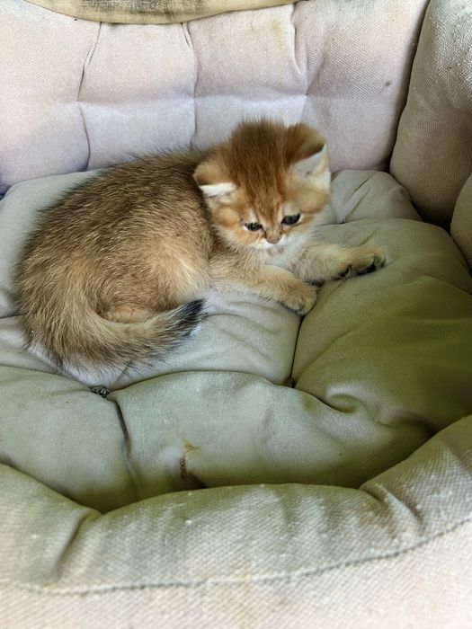 Британська золота шиншила Laura  bri ny 11