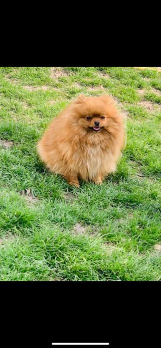 Померанський шпіц дівчинка