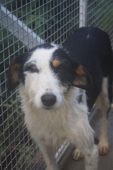 Dogos macho jovem de porte grande