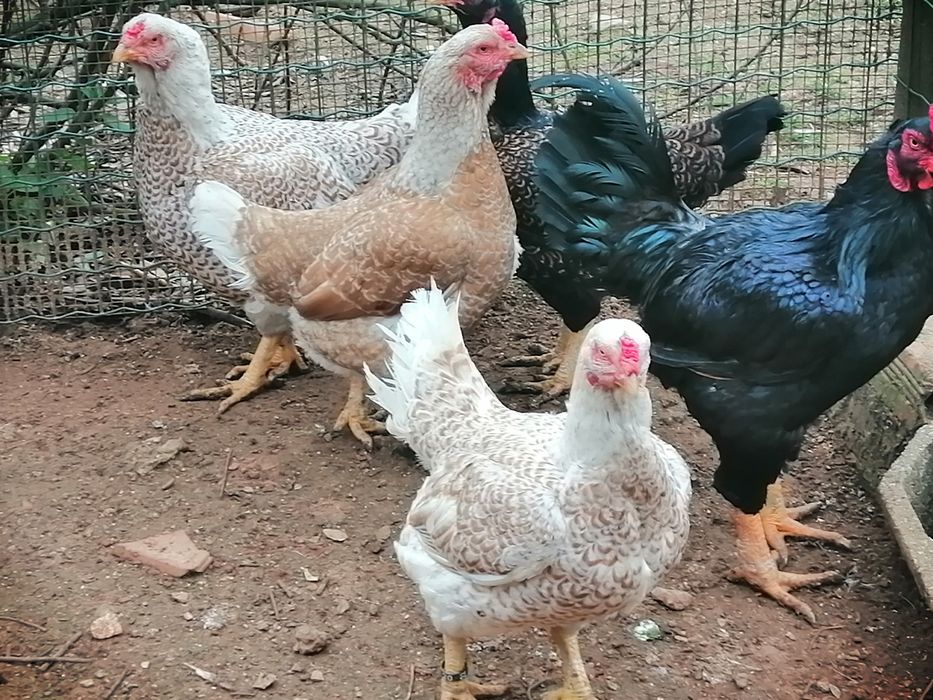 Ovos fecundos de galinhas cornish