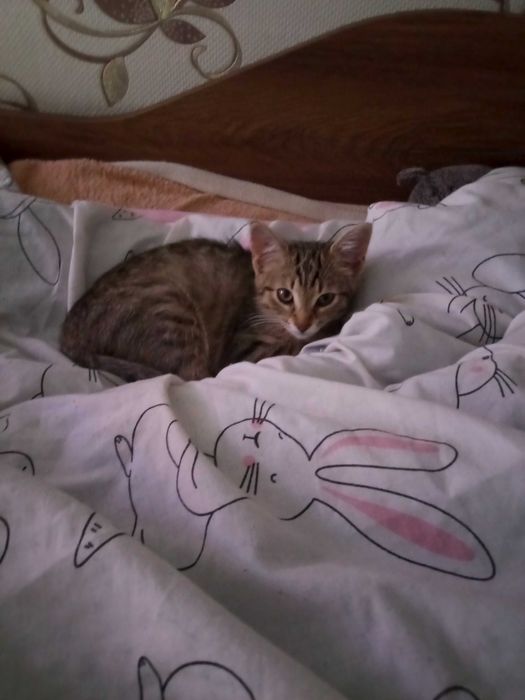 Отдать котёнка в хорошие руки
